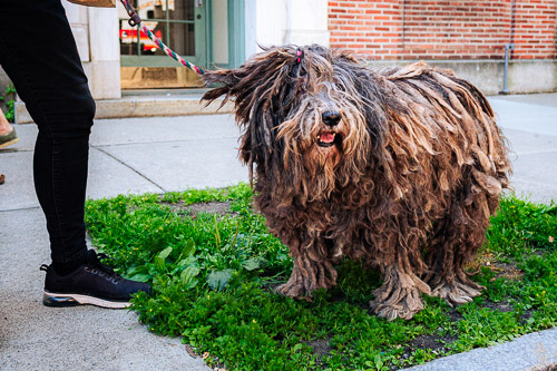 Farmers Market  |  Troy, NY - Jun 2024